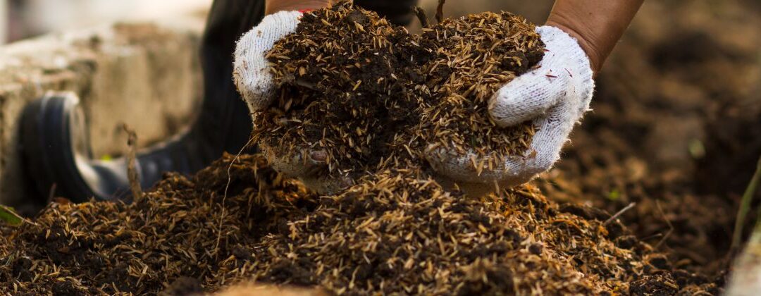 Using BSF Frass as Organic Fertilizer: Benefits for Soil Health